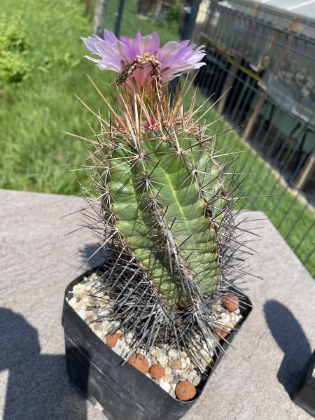 Thelocactus bicolor